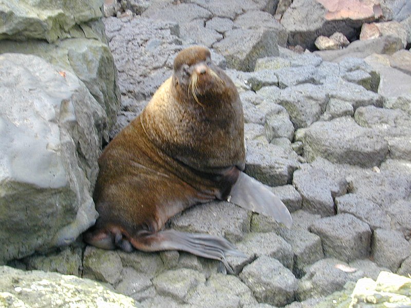 File:Seals and Sea Lions - DPLA - 77877fb5fb22ddbcae8a7f7d4a58b452.JPG