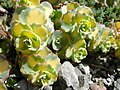 Sedum sieboldii 'Mediovariegatum'