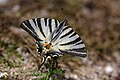 Segelfjäril (Iphiclides podalirius)- Scarce swallowtail-0813 - Flickr - Ragnhild & Neil Crawford.jpg