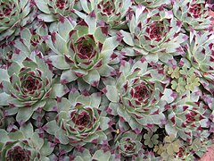 Sempervivum calcareum abl.jpg