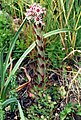 Sempervivum tectorum (Pyrenees)