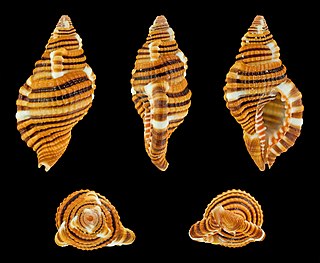 <i>Septa hepatica</i> Species of gastropod