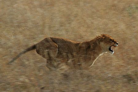 Fail:Serengeti_Lion_Running_saturated.jpg