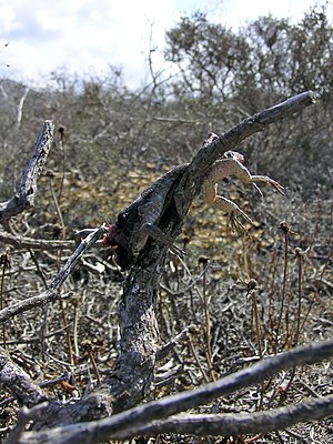 Laniidae: Distribución geográfica, migración y hábitat, Comportamiento, Cría