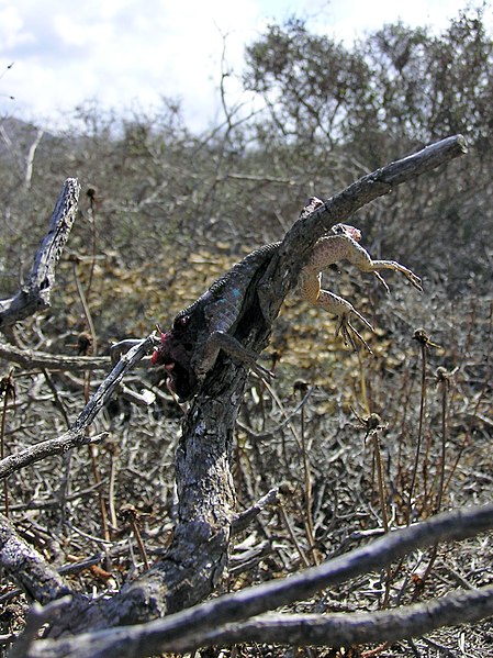 File:Shrike prey lizard.jpg