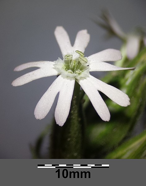 File:Silene noctiflora sl16.jpg