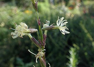 <i>Silene tatarica</i> Species of plant in the genus Silene