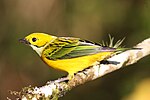 Thumbnail for Silver-throated tanager