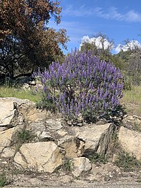 Silver Lupine Blooming.jpg