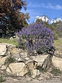 Blooming silver lupines