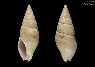 Conoidea (unassigned) Temporary name for genera of sea snails within Conoidea