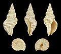 * Nomination Shell of a Japanese sea snail, Siphonalia fuscolineata --Llez 05:51, 28 January 2014 (UTC) * Promotion Good quality. --Cayambe 10:05, 28 January 2014 (UTC)