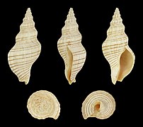 Siphonalia fuscolineata, Shell