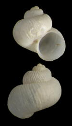 Skenea ponsonbyi