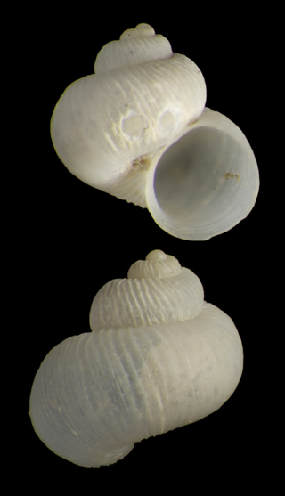 <i>Skenea ponsonbyi</i> Species of gastropod