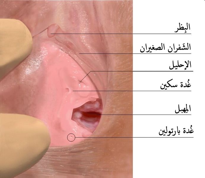 File:Skenes gland-ar.jpg