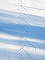 English: Skiing tracks on sea ice Suomi: Suksenjälkiä meren jäällä