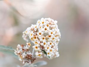 "Small_white_flowers_(13041642954).jpg" by User:Sergio Andres Segovia