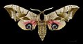 Female eyed hawkmoth, Smerinthus ocellatus, mounted to show the large eyespots