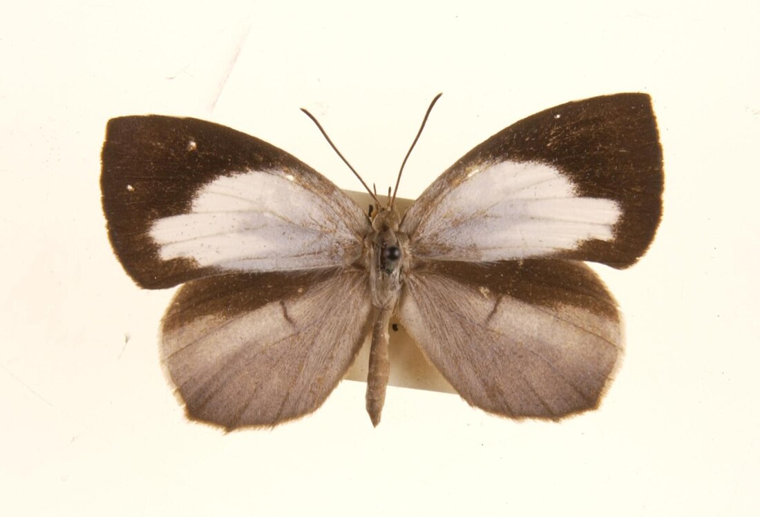 Miletus symethus