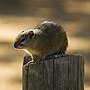 Thumbnail for African bush squirrel