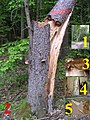 Snag tree fomitopsis pinicola white rot on picea 2 beentree.jpg
