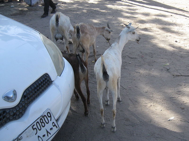 File:Somalia (Somaliland)(019).jpg