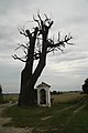 Čeština: Jižní pohled na památný strom Lípa u kapličky v Nových Syrovicích, okr. Třebíč. English: South view of famous tree Lípa u kapličky in Nové Syrovice, Třebíč District.