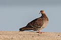 Speckled Pigeon (27891677210).jpg