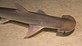 Schaufelnasen-Hammerhai (Sphyrna tiburo)