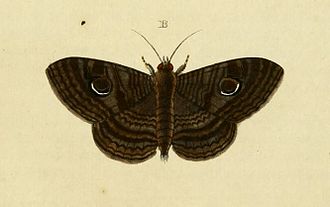 Illustration from the same work Spirama obscura CramerAndStoll-uitlandsche kapellen vol. 3- pl 274.jpg