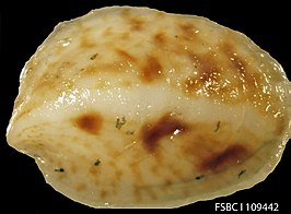 Crepidula maculosa