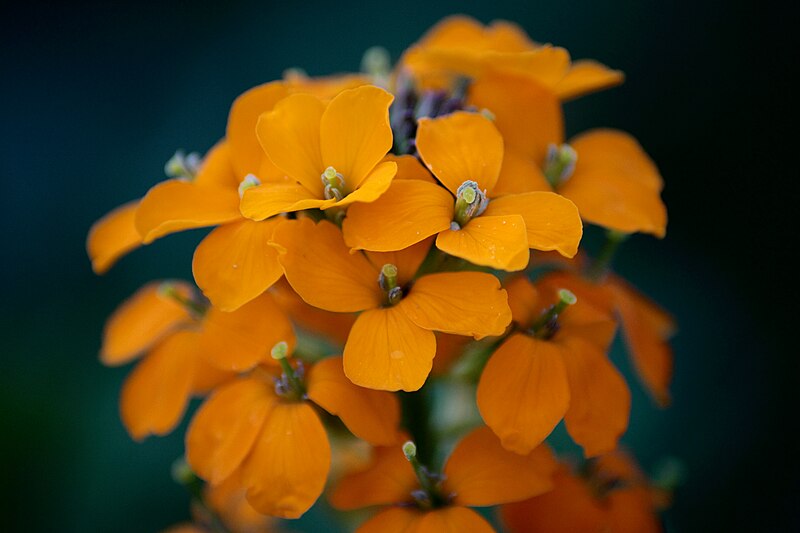 File:Spring-orange-wildflowers - West Virginia - ForestWander.jpg