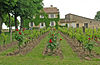 Clos Fourtet vineyard, Saint-Émilion AOC (Bordeaux)