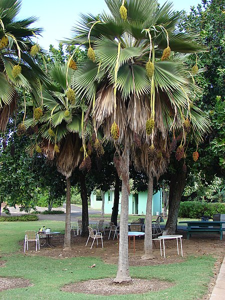 File:Starr-061106-1447-Pritchardia thurstonii-habit-Maui Nui Botanical Garden-Maui (24572905160).jpg