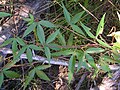 Stær 050817-3824 Passiflora tarminiana.jpg