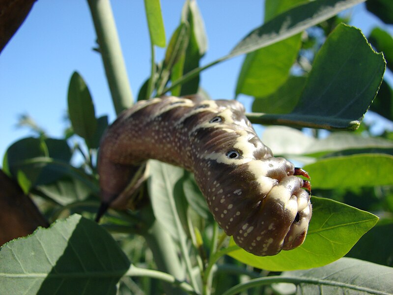 File:Starr 061214-2491 Nicotiana glauca.jpg