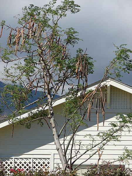 File:Starr 070207-4336 Moringa oleifera.jpg