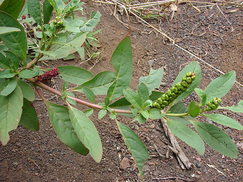 File:Starr 070621-7441 Phytolacca octandra.jpg