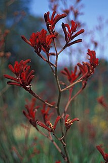 <i>Anigozanthos flavidus</i> Species of plant found in Southwest Australia