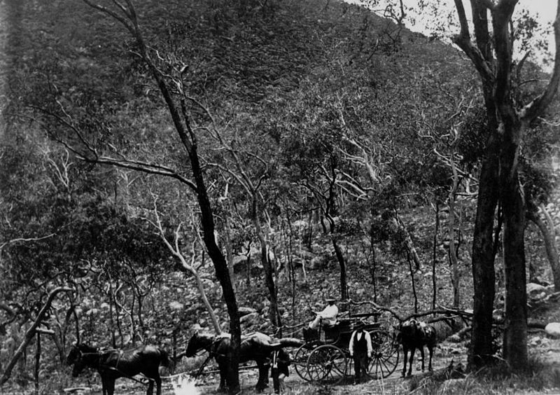 File:StateLibQld 1 124507 Travelling through the bush in the Cooktown district, 1880s.jpg