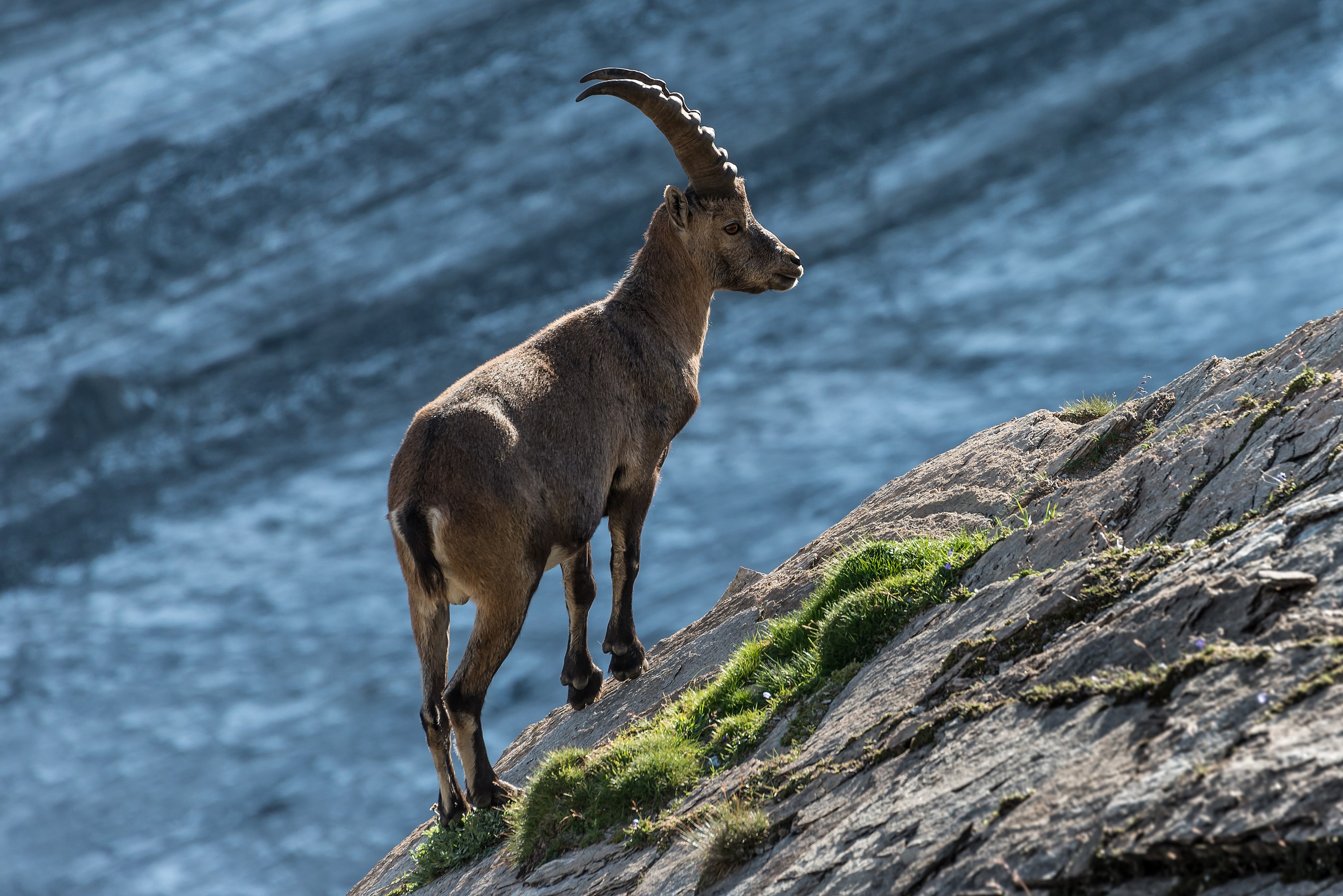 The Alpine ibex (Capra ibex), or Steinbock, is a species of wild goat that lives in the Alps. The males carry large, curved horns. This Steinbock lives next to the Pasterze glacier in the Austrian National Park "Hohe Tauern" in Carinthia (the ice field of the glacier constitutes the background of the image). In the evening, when the tourists leave the region, the shy animals are sometimes seen closer to the hiking trails than usual, by Bernd Thaller