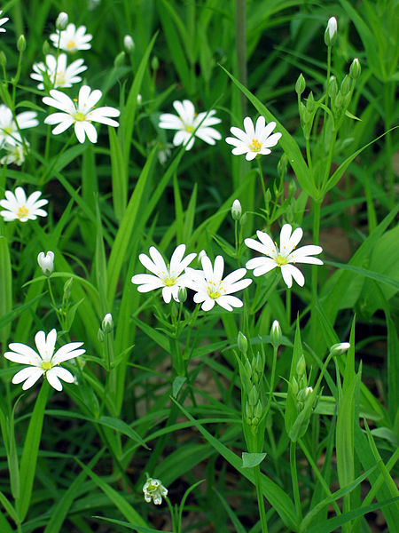 File:Stellaria holostea002.jpg