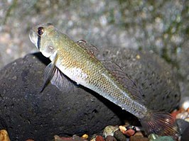 Stenogobius hawaiiensis