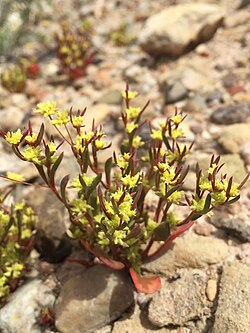 Stenogonum salsuginosum.jpg