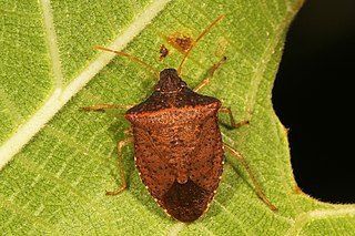 <i>Euschistus obscurus</i> Species of true bug