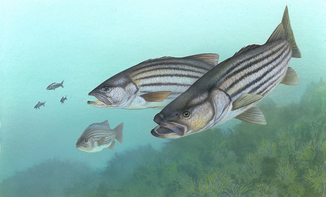 File:Striped bass FWS 1.jpg