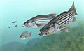 26 Commons:Picture of the Year/2011/R1/Striped bass FWS 1.jpg