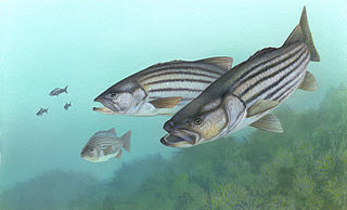 <span class="mw-page-title-main">Striped bass fishing</span>