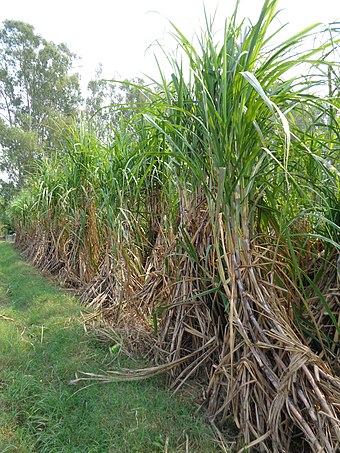 Sugar cane growing, Punjab